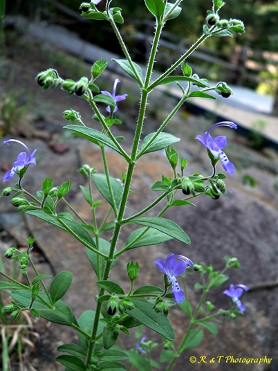 {Trichostema dichotomum}